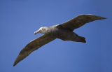 Southern Giant Petrel 